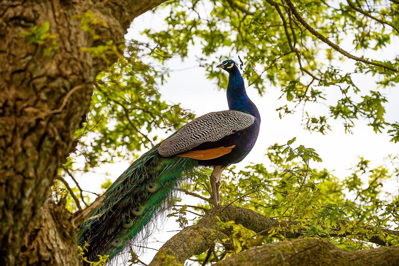 Saint-Paul-en-Pareds Le Mas Des Roches Proche Puy Du Fou Bed & Breakfast エクステリア 写真