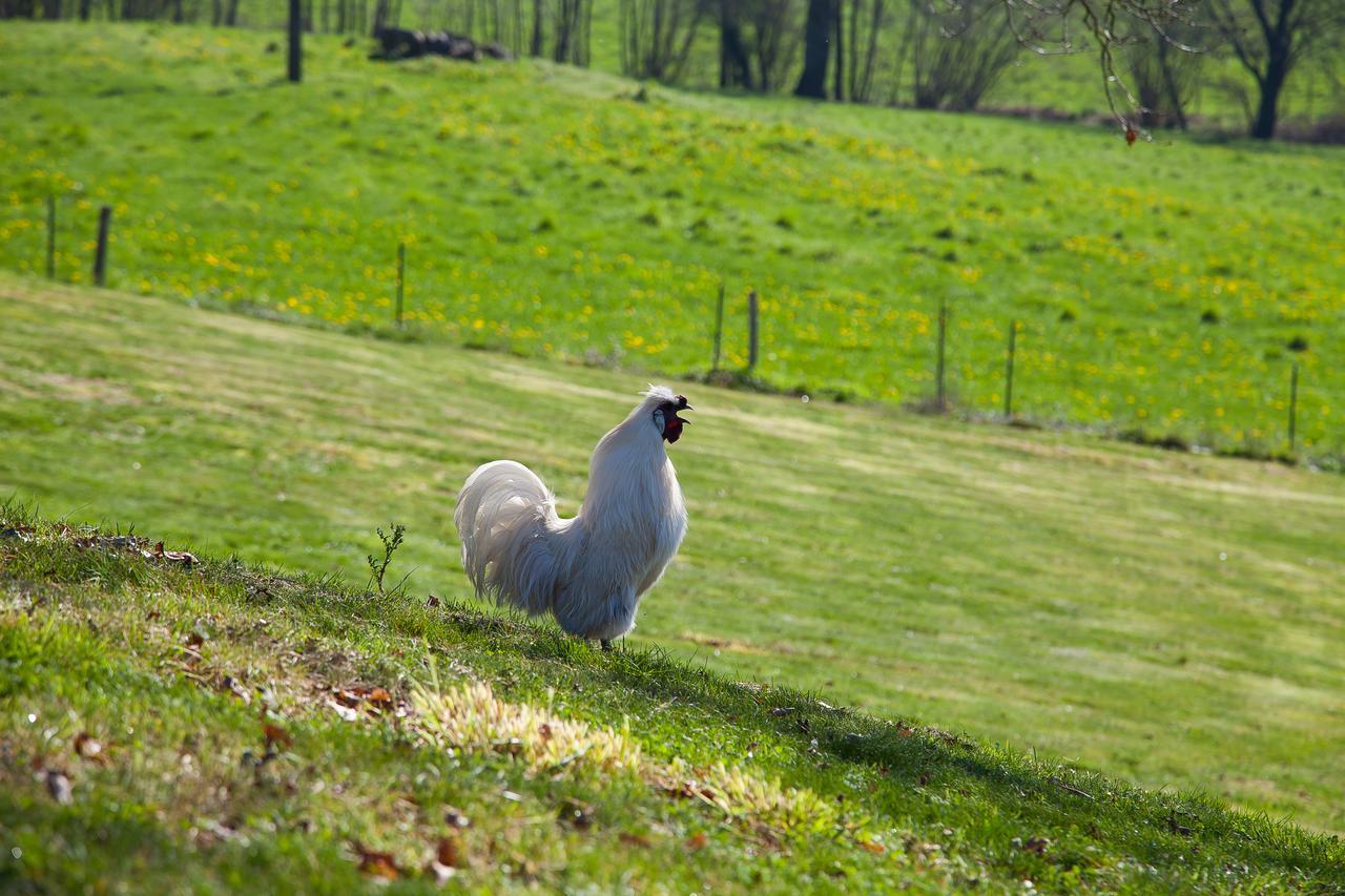 Saint-Paul-en-Pareds Le Mas Des Roches Proche Puy Du Fou Bed & Breakfast エクステリア 写真
