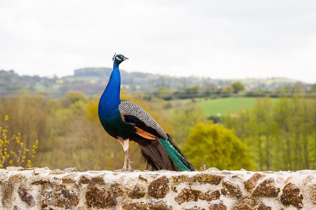 Saint-Paul-en-Pareds Le Mas Des Roches Proche Puy Du Fou Bed & Breakfast エクステリア 写真
